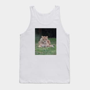 A lion looking straight at you, photo. Tank Top